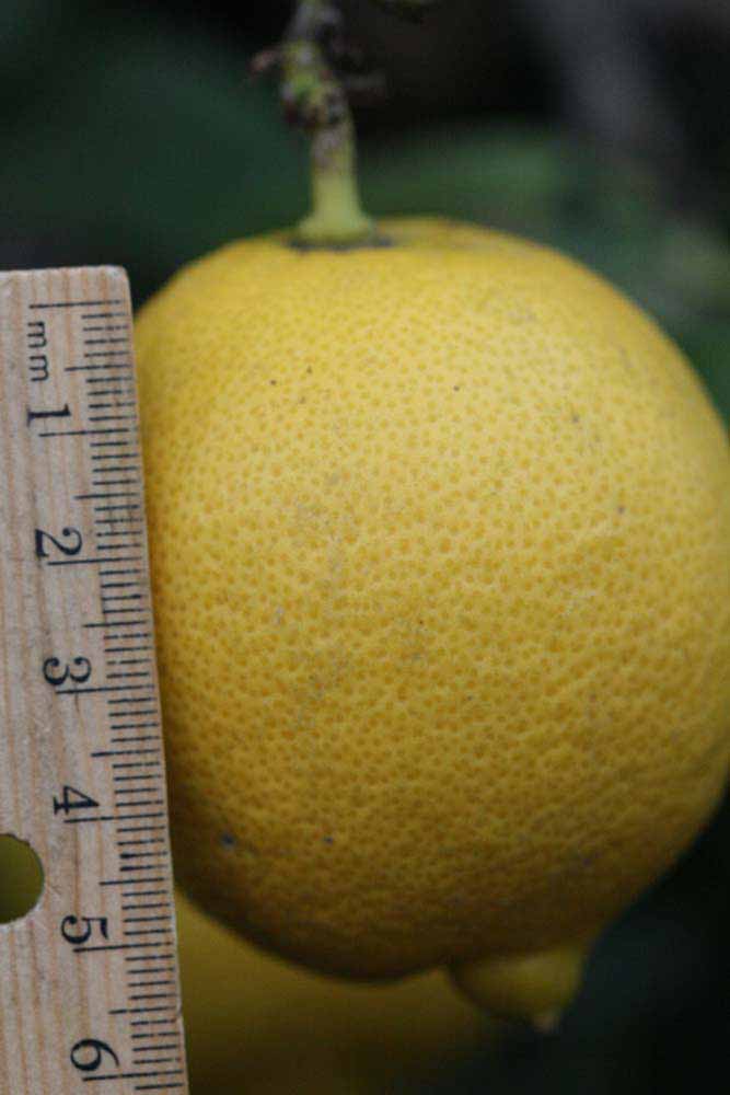                 Fruit (Cascade, Riverside, CA)       